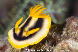 Nudibranch at Dive Site Bethleham in Anilao by Marteyne Van Well 